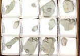 Lot: Blastoid Fossils On Shale From Illinois - Pieces #134136-1